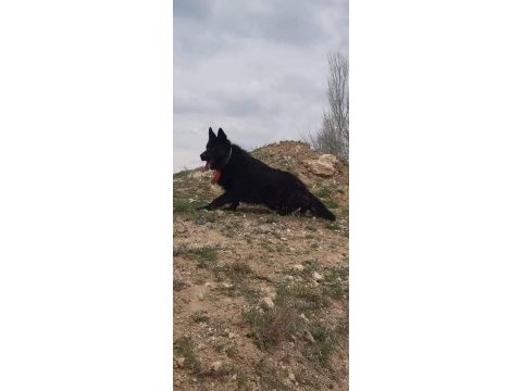 Solid black siyah alman çoban köpeği