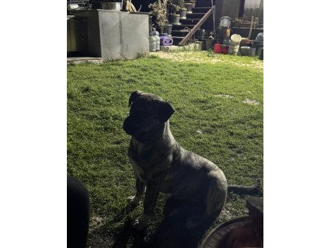 Yavru safkan dişi presa canario