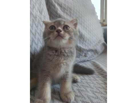 British shorthair ve scottish fold sahiplendirme