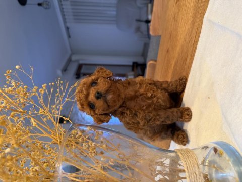 Toy poodle köpekler