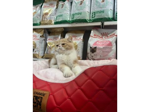 Türünün en güzel örneklerinden exotic shorthair