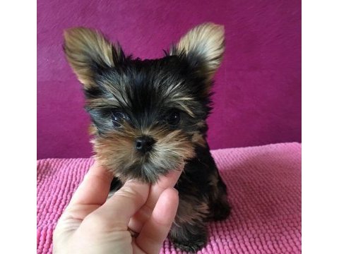 Micro teacup kore türkiyede tek yorkshire terrier