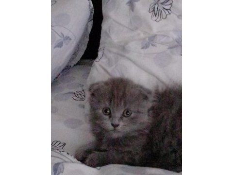 British shorthair 2.5 aylık