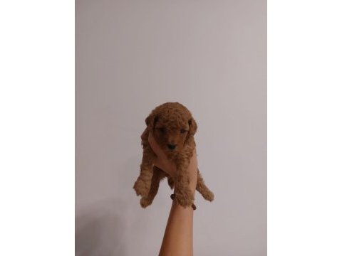 Orjinal toy poodle yavruları