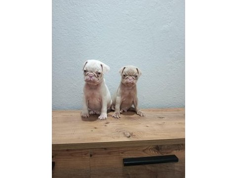 Pink pug mobs bebekler