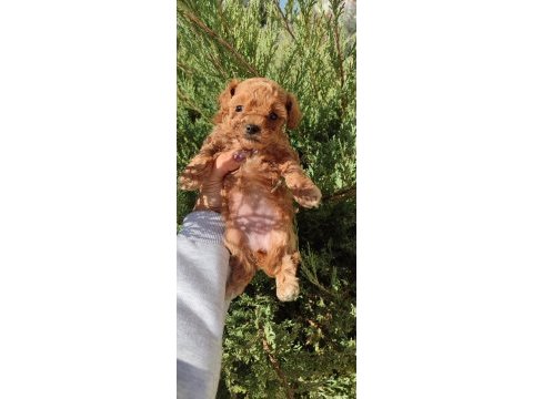 Minyatür maltipoo kız