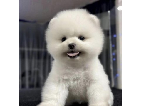 Pomeranian boo yavrusu