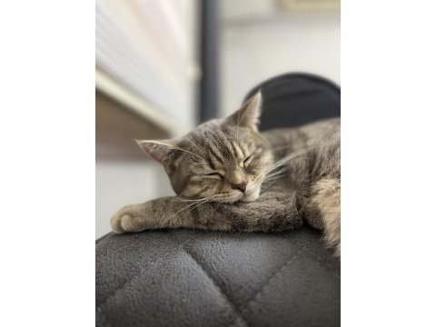 Güzel british shorthair kızıma yuva arıyorum