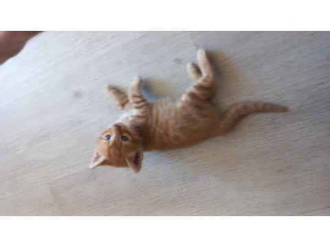 Minnoş kedimize yuva arıyoruz