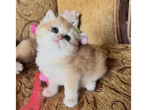 Saf kan golden british shorthair yavrular (wcf kayıtlı)