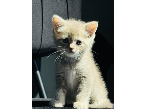 Oyuncak gibi yavru scottish fold kedimiz