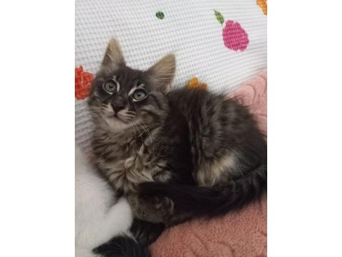 Evcil tekir kediler