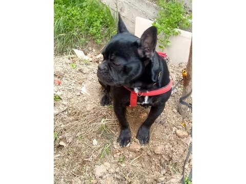 7 aylık siyah french bulldog