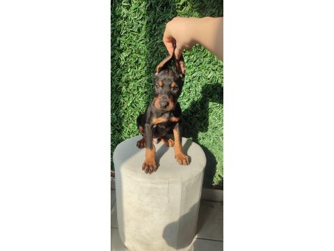 King doberman yavruları