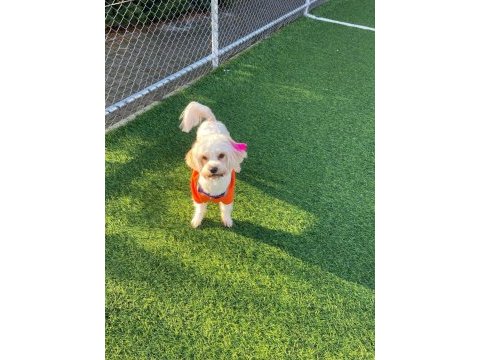 Maltese terrier köpeği 1 yaşında dişi