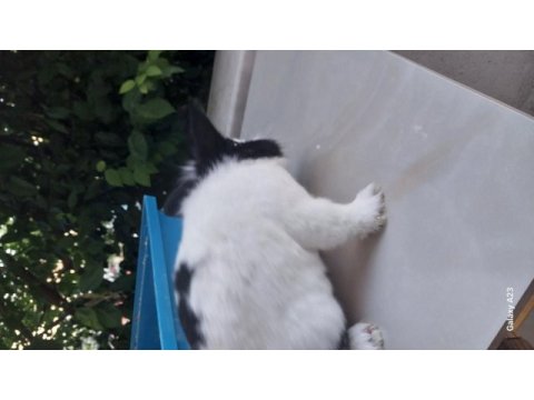 Uysal erkek cüce tavşan erkek