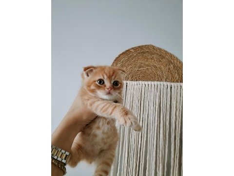 Mükemmel scottish fold bebeklerim