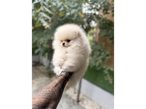 Villamızdan teddy bear pomeranian boo yavrularımız