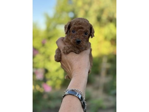 Erkek kuyruksuz poodle köpeğimiz