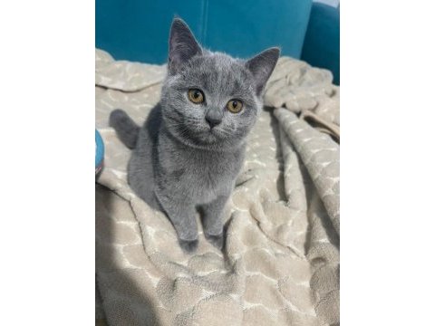 2.5 - 3 aylık kısa tüylü british shorthair yavru