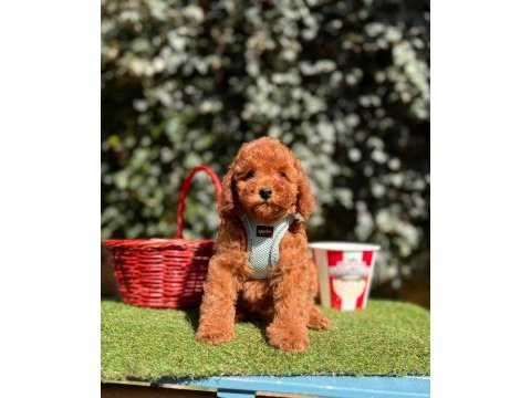 Safkan toy poodle yavrularımız