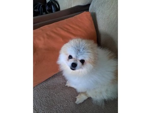 Pomeranian boo dişi 1 yaşında