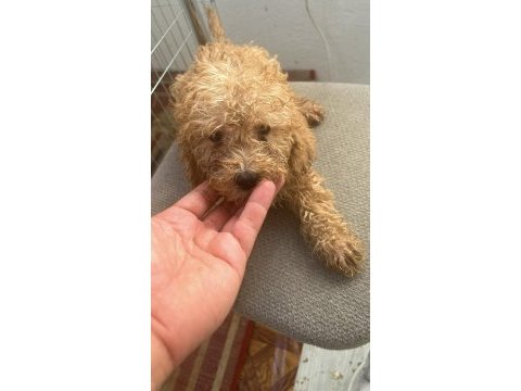 Maltipoo bebekler