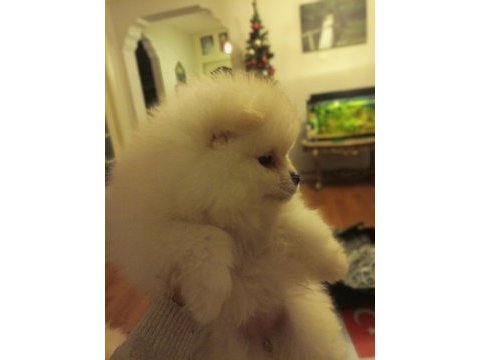Safkan anne ve baba şecereli pomeranian dişi yavrular