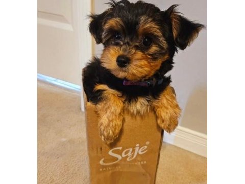 Morkie teddy yüz hattına sahip