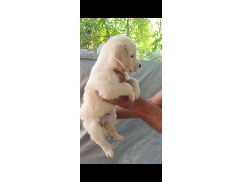 Harika golden retriever bebişler