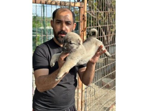 Kangal köpeğimiz panter