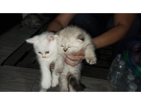 Scottish fold yavru kediler