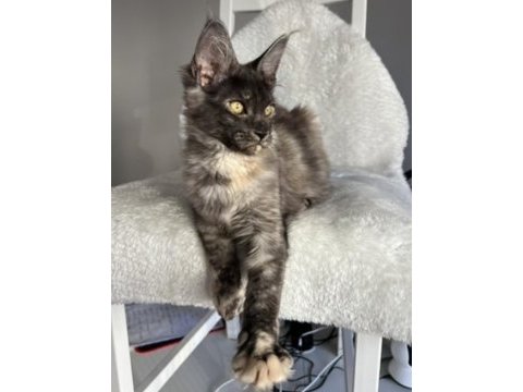 Maine coon dişi tortie pet şecereli