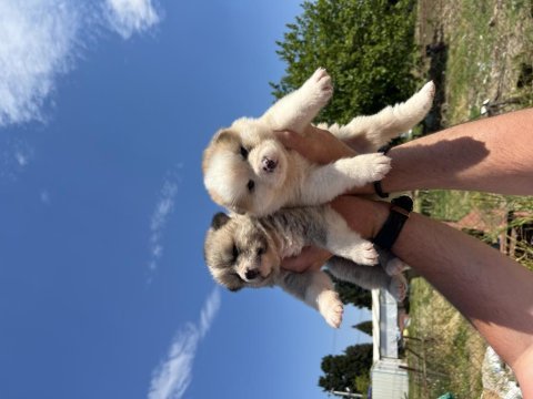 Japon akita inu