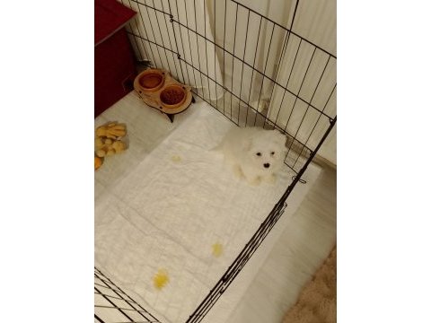 Maltese terrier 2 aylık dişi yavru