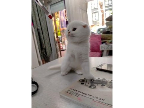 45 günlük scottish fold yavrumuz