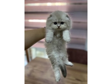 Scottish fold yeni yuvaları için hazırlar
