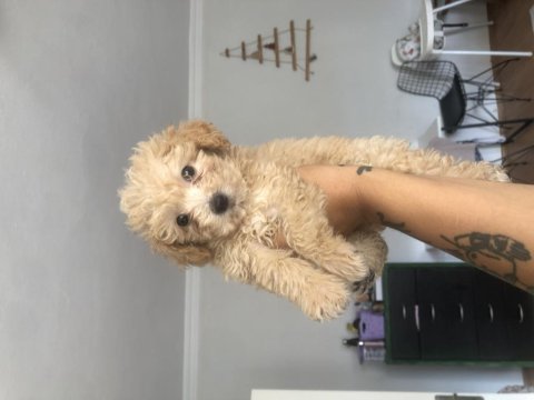 Çok uygun safkan maltipoo