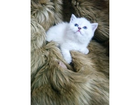 Anne baba şecereli harika bir yavru british shorthair