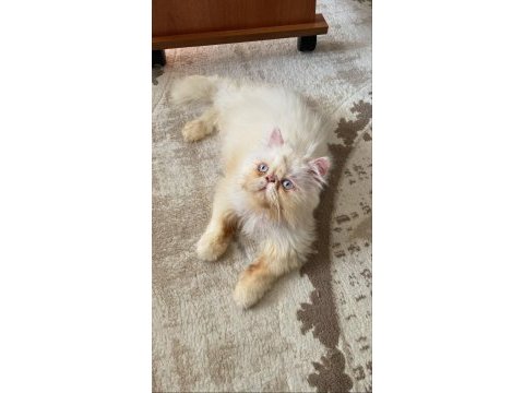 İran persian erkek sahiplendirme