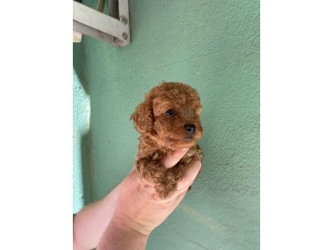 Irk ve sağlık garantili toy poodle yavrularım