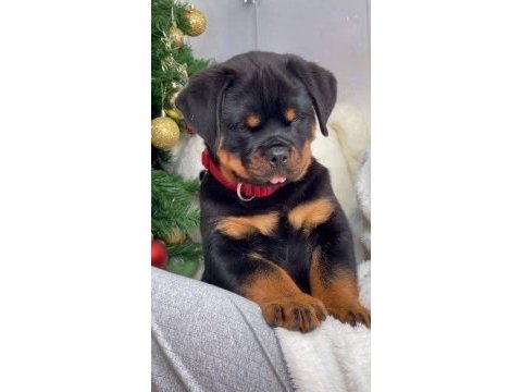 %100 orjinal rottweiler yavrular kredi kartı geçerlidir