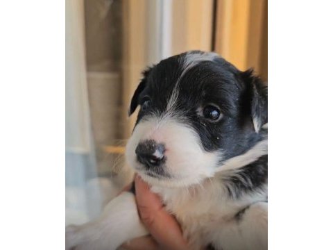 Standart özel renk kızıl her renk border collie bebekler