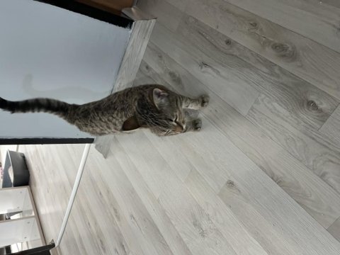 1 dişi ve 1 erkek tekir