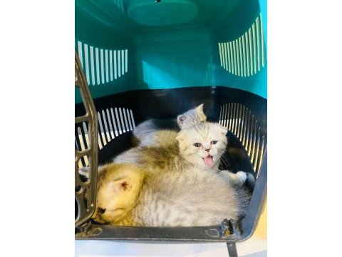 Scottish fold kırık kulak