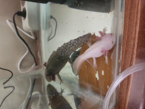 Sağlıklı axolotllar