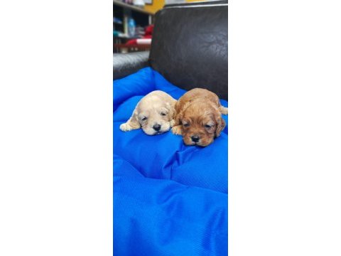 İnanılmaz güzellikte maltipoo yavrular