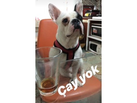 7 yaşında çipli erkek kısır değil french bulldog