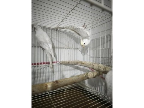Cream face albino çift sultan