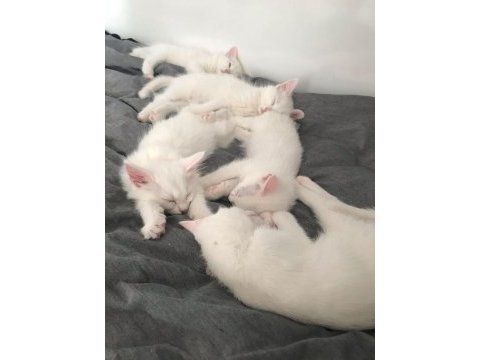 Safkan van kedisi yavrularım